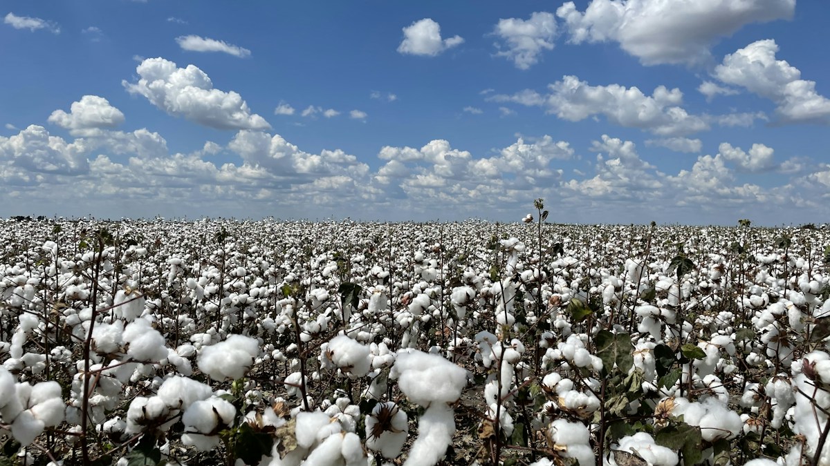 Cotton