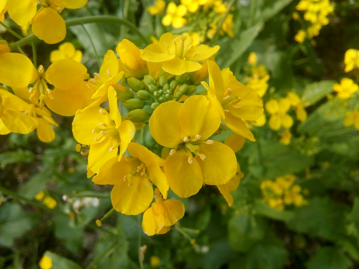 Mustard