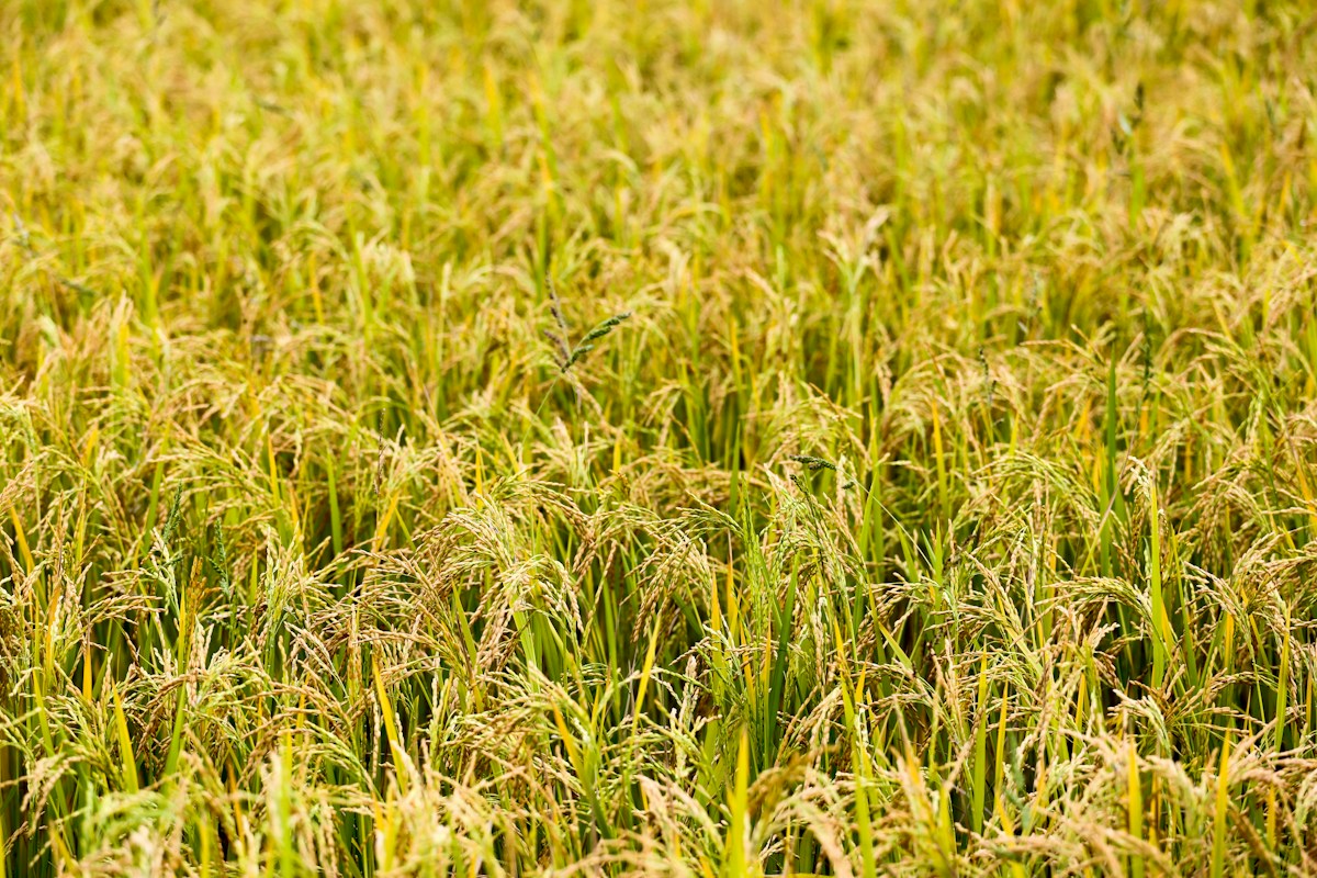 Rice