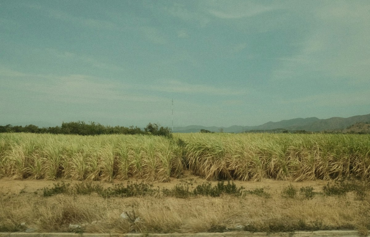 Sugarcane